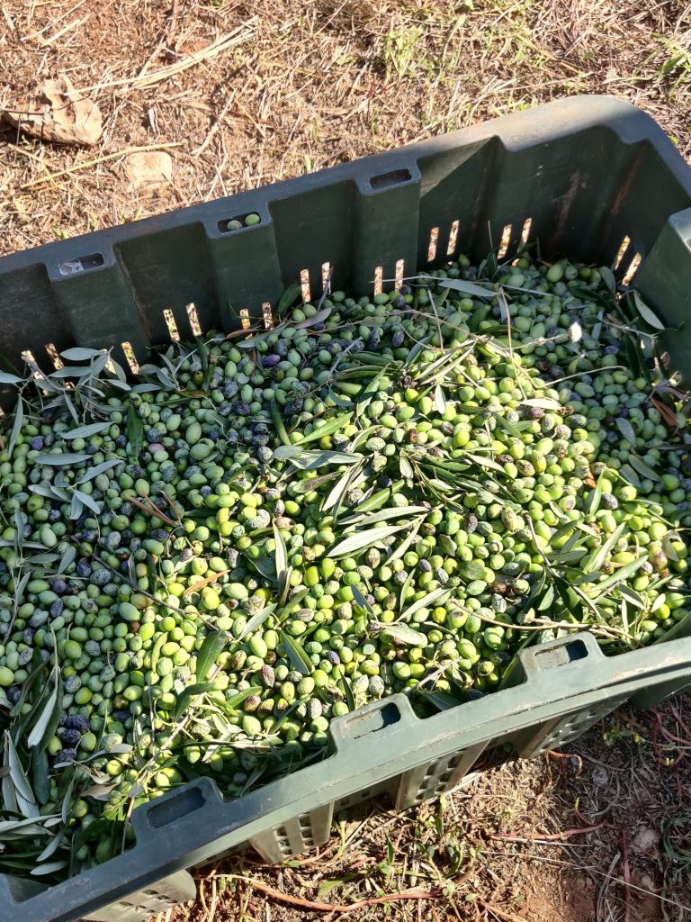 Oliivikast korjatud oliividega